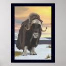 Recherche de muskox posters Alaska