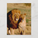 Recherche de leo cartes postales faune