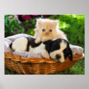 Recherche de mignon superbe posters Pour tous
