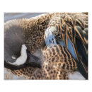 Recherche de aile bleue photographie Nature