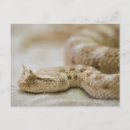 Recherche de vip cartes postales Reptile