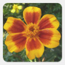 Recherche de marigold autocollants Jaune