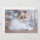 Recherche de persian vœux cartes Calico