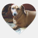 Recherche de chien de weiner autocollants Teckel