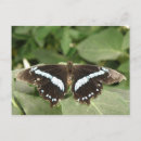 Recherche de papillon tropical cartes postales Animaux