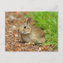 Recherche de bébé lapin cartes postales Lapin à queue blanche