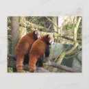 Recherche de red panda cartes postales Animaux
