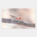 Recherche de finch autocollants Faune
