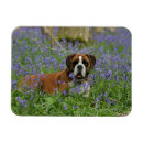 Recherche de jacinthe magnets Jacinthes des bois