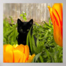 Recherche de chat fou posters Félin