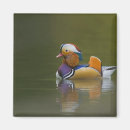 Recherche de aix magnets Canard