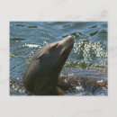 Recherche de otaries cartes postales Mer