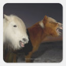 Recherche de amants de cheval autocollants Images des chevaux