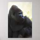Recherche de singe gorille posters Jungle