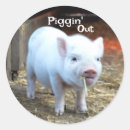 Recherche de porcelets autocollants Cochon