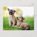 Recherche de chiot de berger allemand cartes postales Herbe