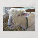 Recherche de rude cartes postales Animal