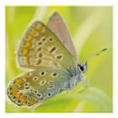 Recherche de fleur de papillon posters Amour