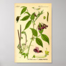 Recherche de vintage herb posters Antique