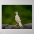 Recherche de albinos art Faune