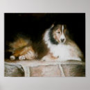 Recherche de sheltie posters Chien