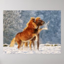 Recherche de poulain posters Hiver