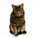 Recherche de chaton photo sculptures Noir