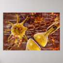 Recherche de neurones posters Médecine