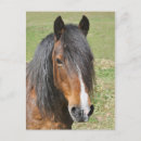 Recherche de cheval de baie cartes postales Hippocampe