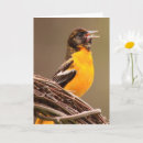 Recherche de baltimore photographie Faune