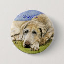 Recherche de labrador badges Animaux familiers