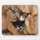 Recherche de curieux tapis souris Chaton