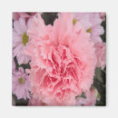 Recherche de oeillet magnets Rose