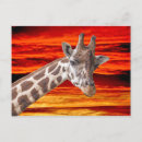 Recherche de portrait girafe cartes postales Girafes