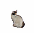 Recherche de chaton photo sculptures Animal