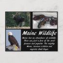 Recherche de aigle de mer cartes postales Raptor