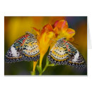 Recherche de tropical papillon Cethosia