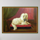 Recherche de bichon posters Maltais