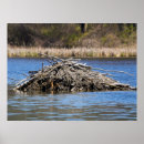 Recherche de castor posters Lac