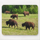 Recherche de bison tapis souris Faune