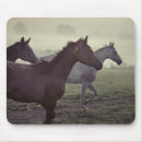 Recherche de cheval sauvage tapis souris Arabe