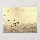Recherche de oiseaux mer cartes postales Bord de mer