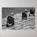 Recherche de caneton posters Photographie