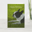 Recherche de terrier boston anniversaire cartes Animal