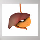 Recherche de estomac posters Santé