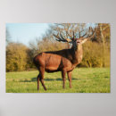 Recherche de grenier posters Cerf