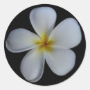 Recherche de plumeria autocollants Photographie