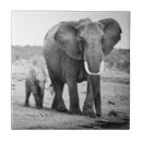 Recherche de veau carreaux Montagne