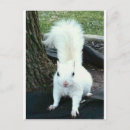 Recherche de albinos cartes postales Blanc
