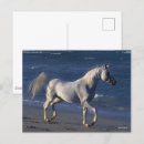 Recherche de étalon cartes postales Plage